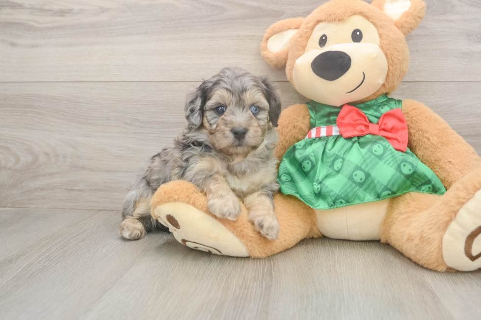 Best Mini Aussiedoodle Baby