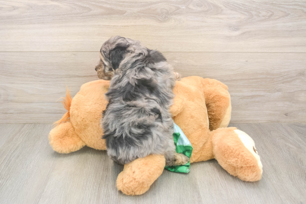 Playful Mini Aussiepoodle Poodle Mix Puppy
