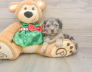 6 week old Mini Aussiedoodle Puppy For Sale - Seaside Pups