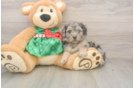 Fluffy Mini Aussiedoodle Poodle Mix Pup