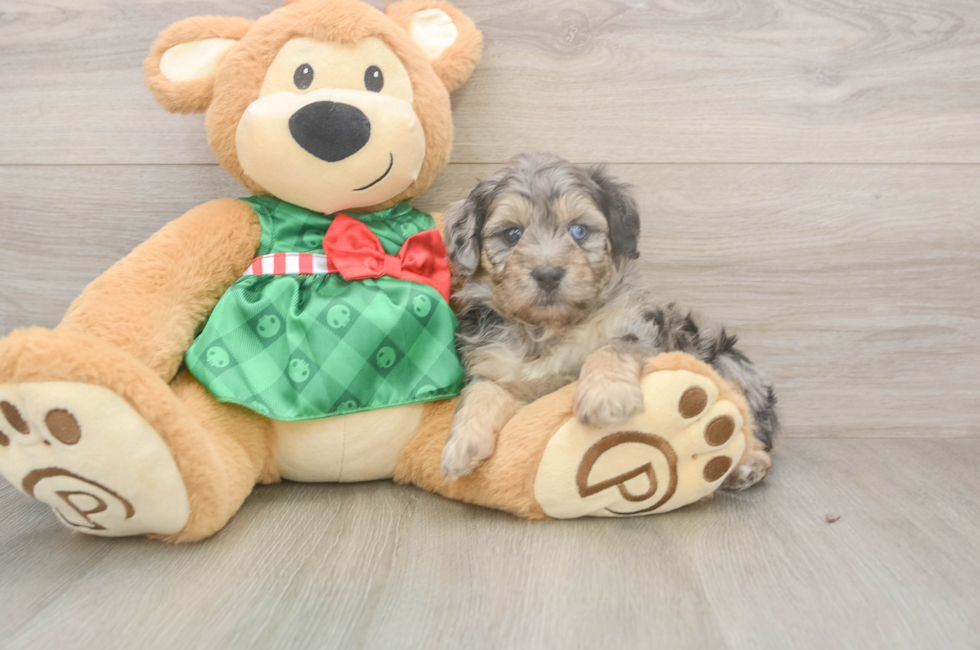 5 week old Mini Aussiedoodle Puppy For Sale - Seaside Pups