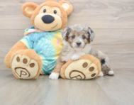 5 week old Mini Aussiedoodle Puppy For Sale - Seaside Pups