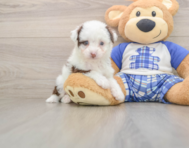 8 week old Mini Aussiedoodle Puppy For Sale - Seaside Pups