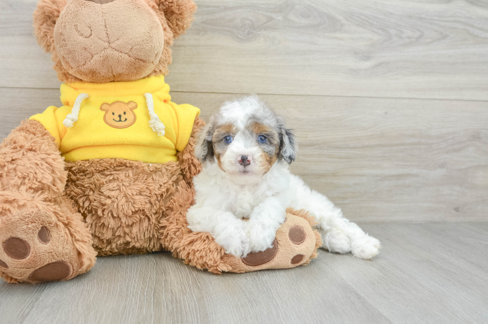 6 week old Mini Aussiedoodle Puppy For Sale - Seaside Pups