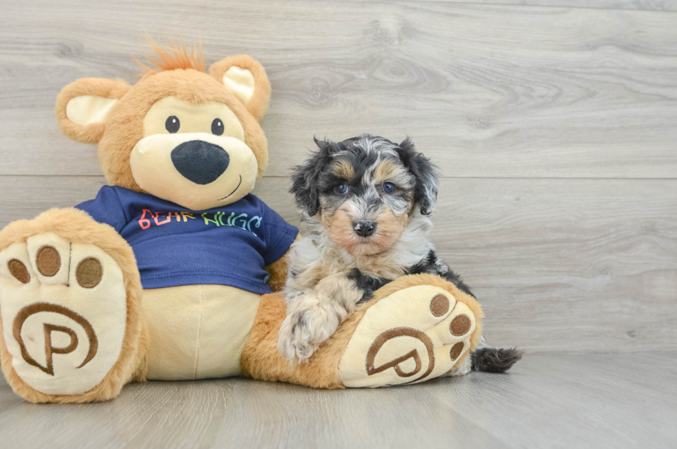 7 week old Mini Aussiedoodle Puppy For Sale - Seaside Pups