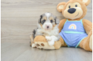 Hypoallergenic Aussiepoo Poodle Mix Puppy