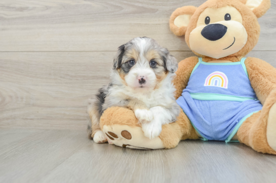 Hypoallergenic Aussiepoo Poodle Mix Puppy