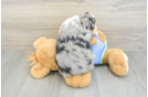 Best Mini Aussiedoodle Baby