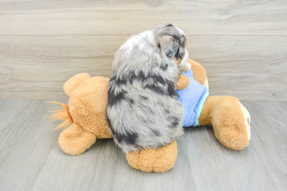 Best Mini Aussiedoodle Baby