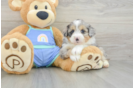 Adorable Mini Australian Shepherd X Poodle Mix Poodle Mix Puppy