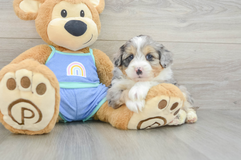 Adorable Mini Australian Shepherd X Poodle Mix Poodle Mix Puppy
