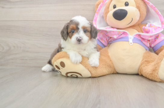 5 week old Mini Aussiedoodle Puppy For Sale - Seaside Pups Smart Mini Aussiedoodle Poodle Mix Pup