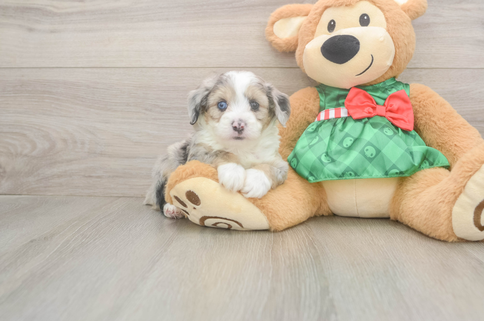 5 week old Mini Aussiedoodle Puppy For Sale - Seaside Pups