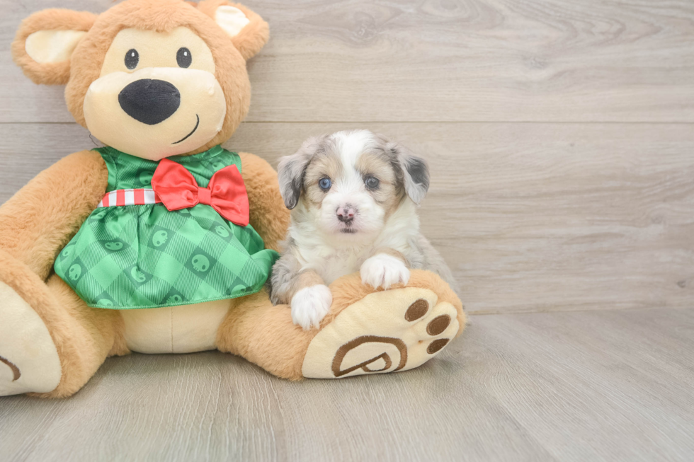 Petite Mini Aussiedoodle Poodle Mix Pup