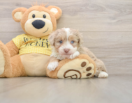 8 week old Mini Aussiedoodle Puppy For Sale - Seaside Pups