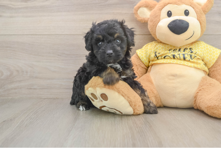 Cute Mini Aussiedoodle Baby