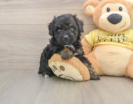 6 week old Mini Aussiedoodle Puppy For Sale - Seaside Pups