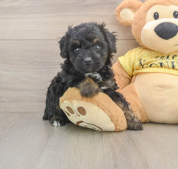6 week old Mini Aussiedoodle Puppy For Sale - Seaside Pups