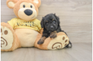 Playful Aussiepoo Poodle Mix Puppy