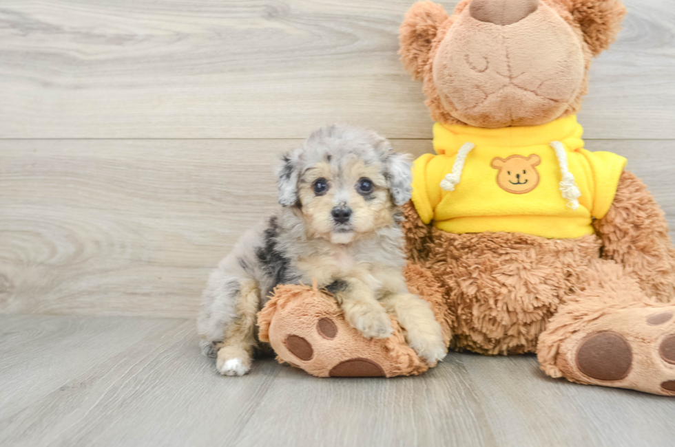 6 week old Mini Aussiedoodle Puppy For Sale - Seaside Pups