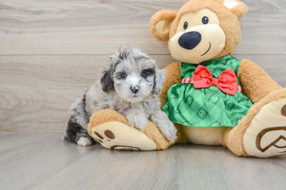 5 week old Mini Aussiedoodle Puppy For Sale - Seaside Pups