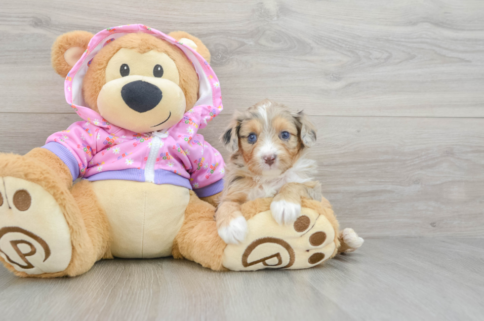 6 week old Mini Aussiedoodle Puppy For Sale - Seaside Pups