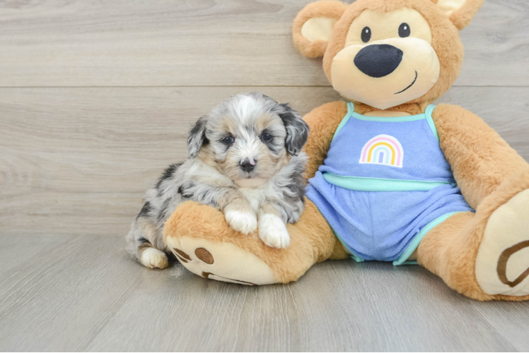 Popular Mini Aussiedoodle Poodle Mix Pup