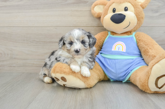 Popular Mini Aussiedoodle Poodle Mix Pup