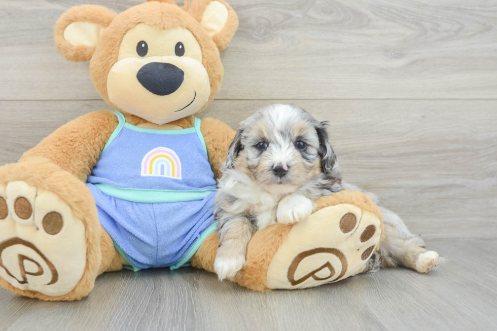 Best Mini Aussiedoodle Baby