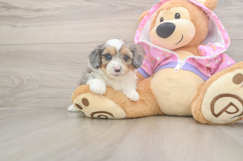 5 week old Mini Aussiedoodle Puppy For Sale - Seaside Pups