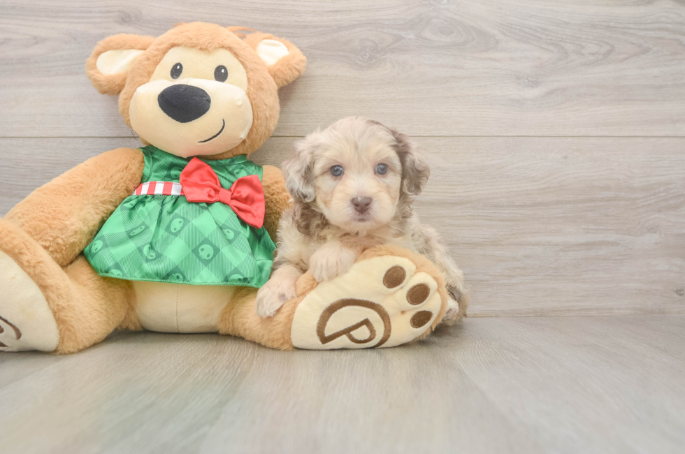 5 week old Mini Aussiedoodle Puppy For Sale - Seaside Pups