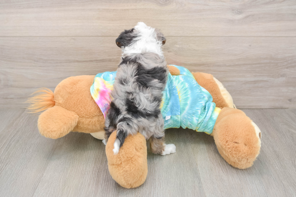 Mini Aussiedoodle Pup Being Cute