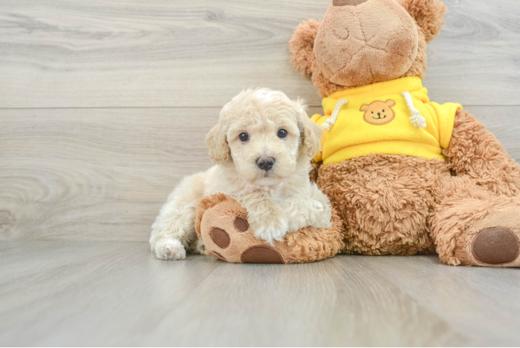 Mini Aussiedoodle Pup Being Cute