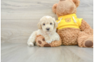 Mini Aussiedoodle Pup Being Cute