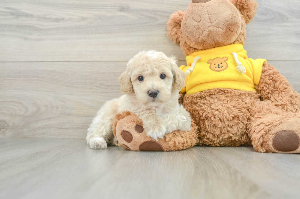 6 week old Mini Aussiedoodle Puppy For Sale - Seaside Pups