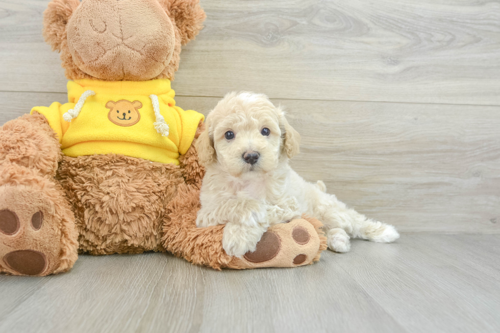 Best Mini Aussiedoodle Baby