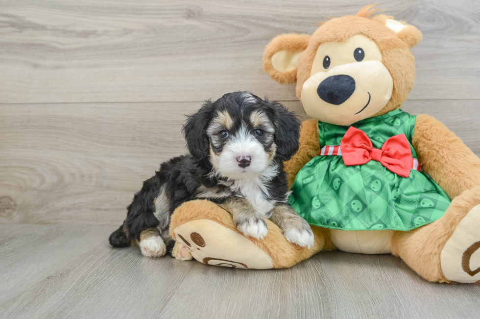 5 week old Mini Aussiedoodle Puppy For Sale - Seaside Pups