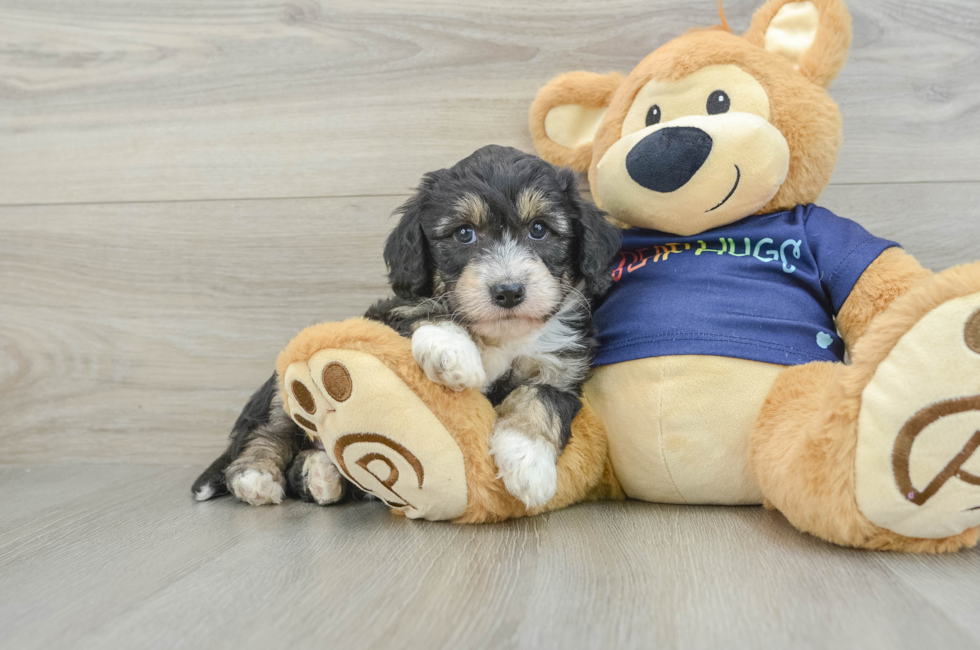 7 week old Mini Aussiedoodle Puppy For Sale - Seaside Pups