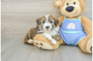 Mini Aussiedoodle Pup Being Cute