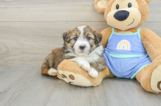 Mini Aussiedoodle Pup Being Cute