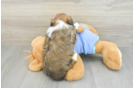 Best Mini Aussiedoodle Baby