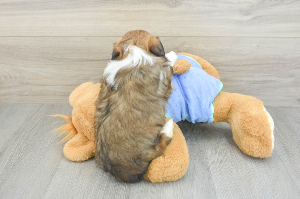 Best Mini Aussiedoodle Baby