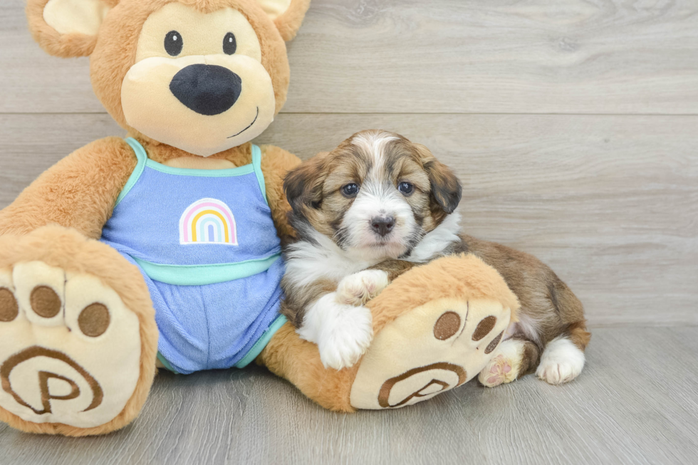 Small Mini Aussiedoodle Baby