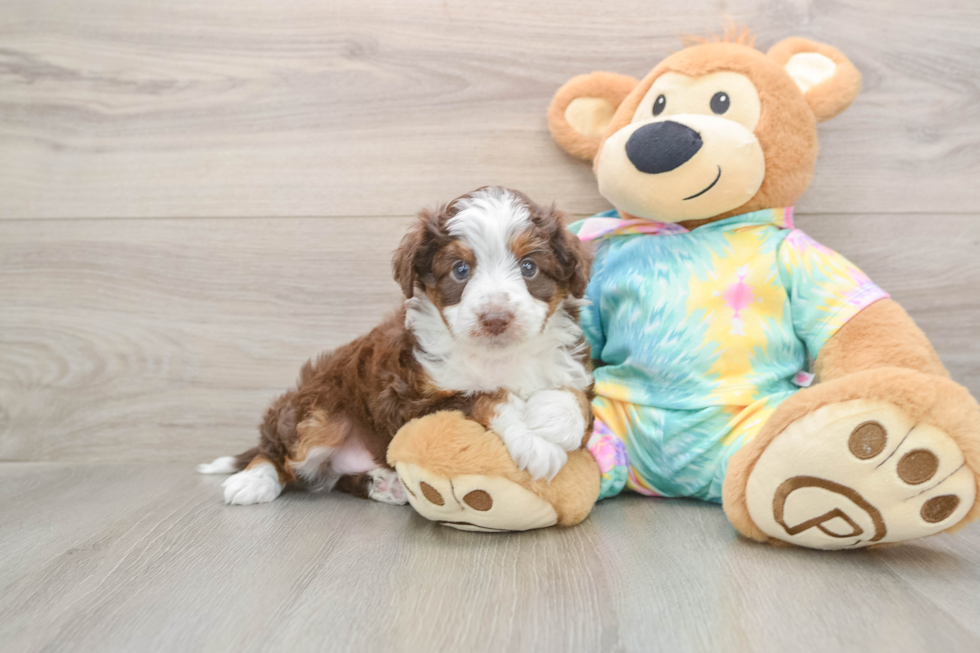 Mini Aussiedoodle Pup Being Cute