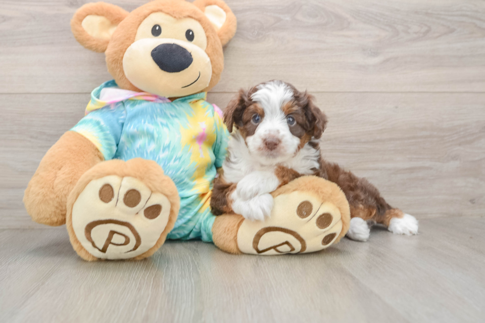 Mini Aussiedoodle Pup Being Cute