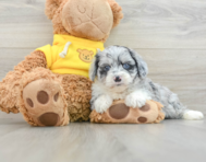 6 week old Mini Aussiedoodle Puppy For Sale - Seaside Pups