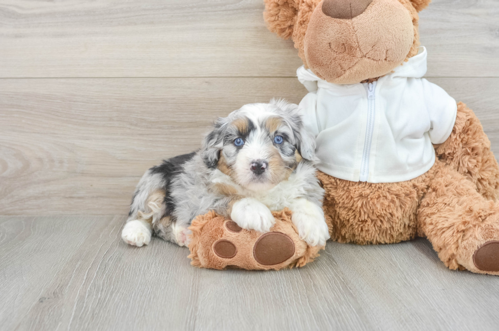 7 week old Mini Aussiedoodle Puppy For Sale - Seaside Pups