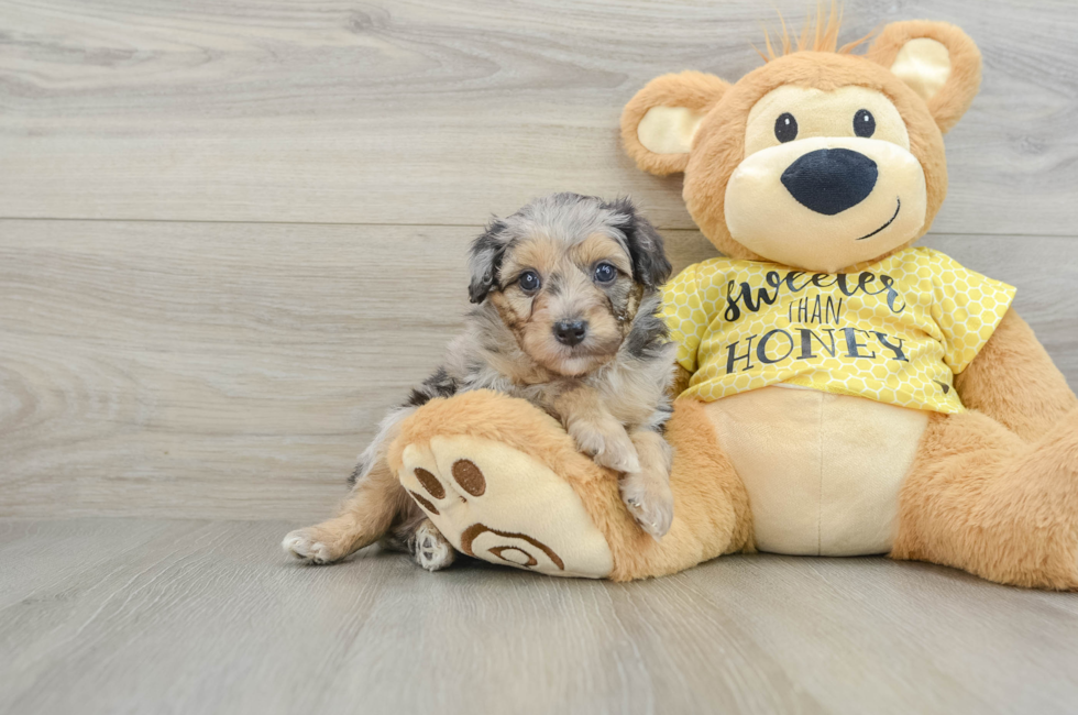 6 week old Mini Aussiedoodle Puppy For Sale - Seaside Pups