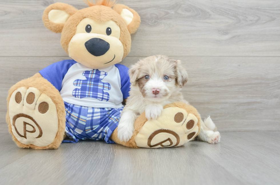 6 week old Mini Aussiedoodle Puppy For Sale - Seaside Pups