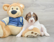 8 week old Mini Aussiedoodle Puppy For Sale - Seaside Pups